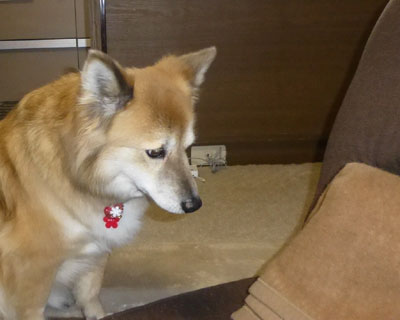 �ǂ����悤