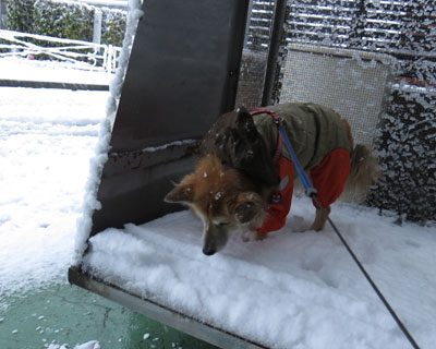 ����Ȃ�ď��߂Ă���