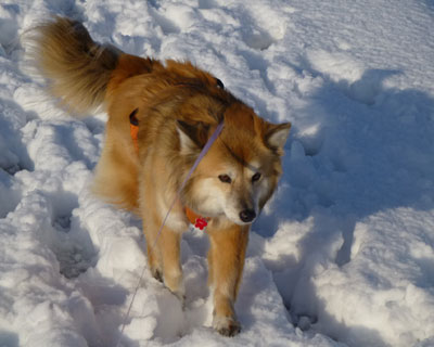 �Ȃ񂩊y����