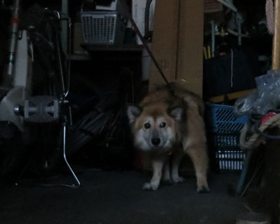 �q���������������Ď����̐g��