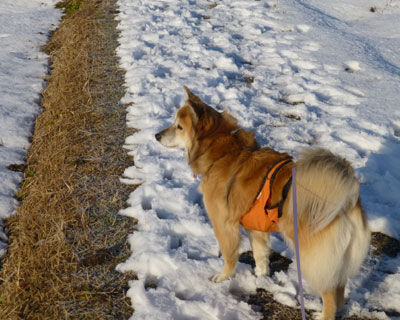 �R�������Ă��n���Ȃ�