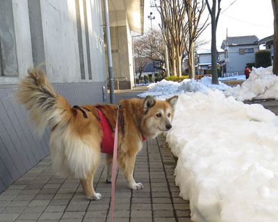 �������痎������̎R