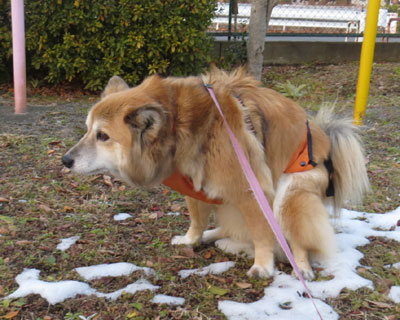 �Ȃ�����̏��I��