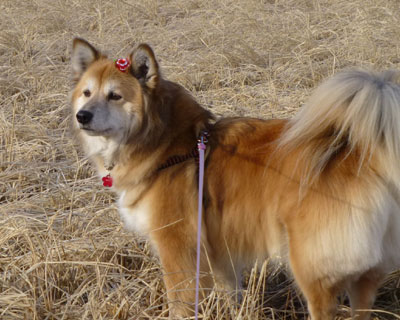 ���{���ŊԂ�������