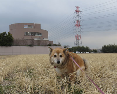 �S�����g���ɂȂ�����