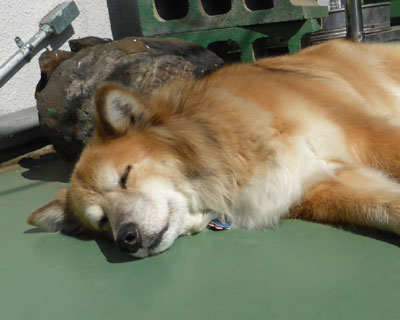 ����͔w�i�������񂶂�Ȃ��H