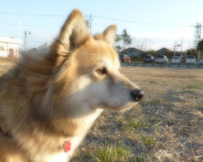 �\�t�g�͂Ȃ�