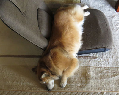 ���͂悭���֎q����͂ݏo��