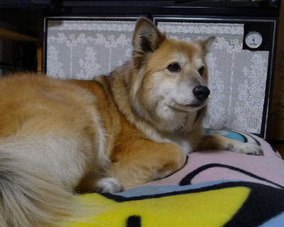 �C�ɓ������݂�������