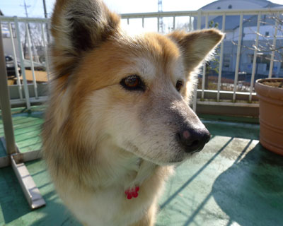 �������ƂȂ��J��������