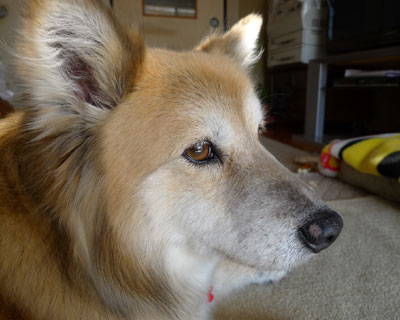 ���x�͎؂蕨�Ȃ́H