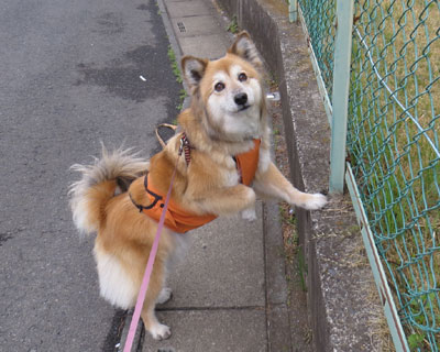 �Ȃ��悻���H