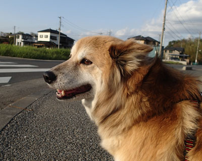 �����΂܂��܂�����