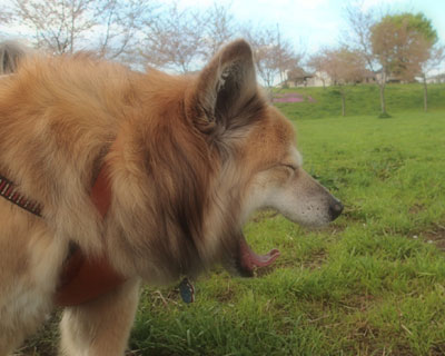 �A�C�h�����ۂ����Ă݂�