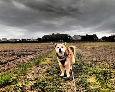 �h���}�`�b�N�H