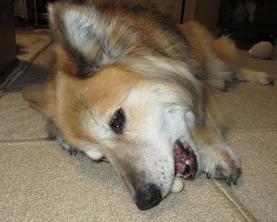 ���܂Ɏv���o���ăK���K������