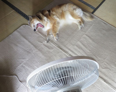 ����`�����ĎQ����