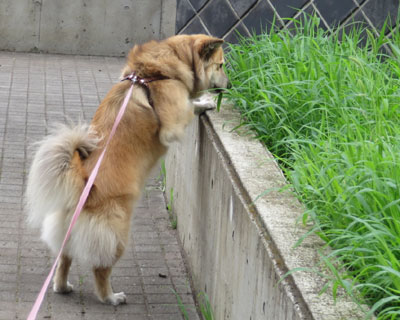 �t���ς��ނ��ڂ�H��