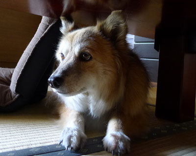 �܂����킢��������