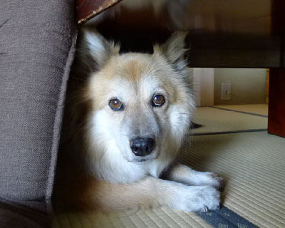 �Ȃ�Ƃ����Ă�������