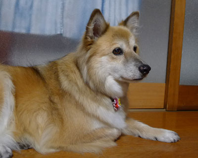 �܂����킢����