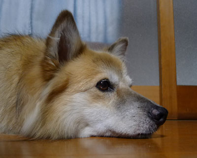 �Ă͔���������