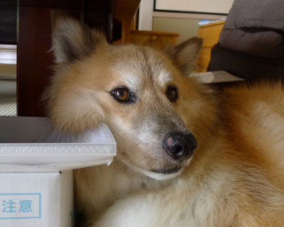 �Ȃɂ��h�����Ă�