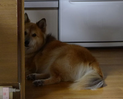 �Ă͂��낢�낱�킢