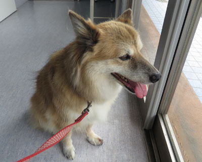 �����ȕa�@�ɒu������ɂ����