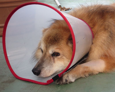 �_�H�Řr�܂Ńn�Q��