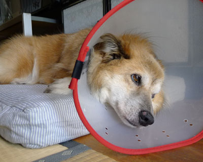 �������ǂ���