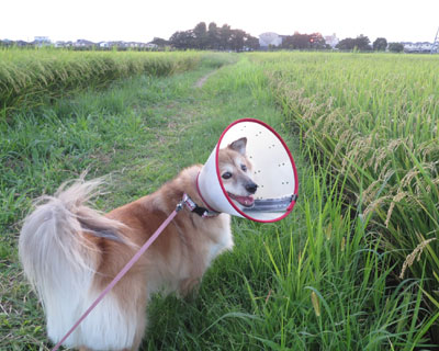 ���ǂ��ǂ�������