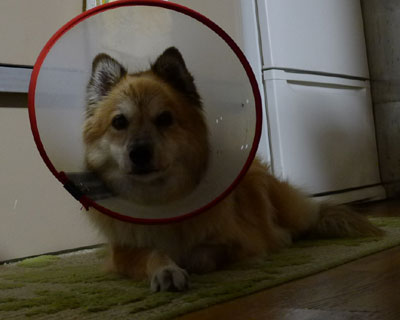 �p���{�������킢���𑝕�