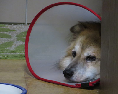 �K���s�K�����͕��C��