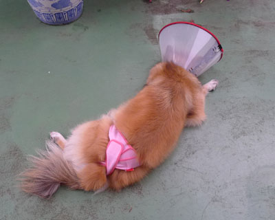 ���˂���̂��߃I���c����