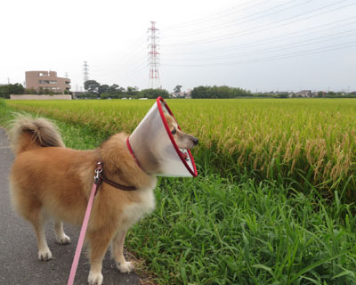 �C�l�����΂�ł���