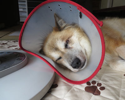 ���낢��s��