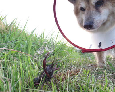 �U���K�j����ɓ{����