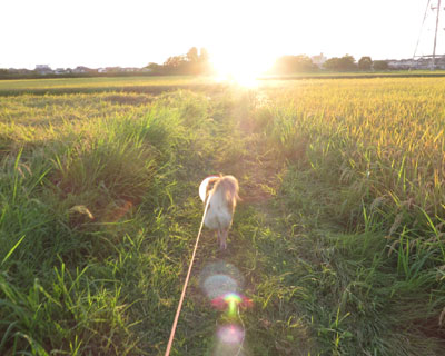 ���N�̍앿�͂ǂ����ˁH