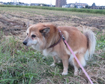 ����ƃp���{�����������ꂽ