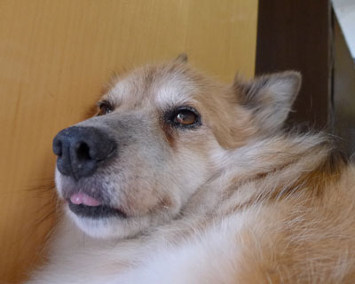 �Q�S�n���悭�Ȃ���