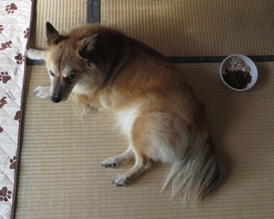 �C����������H�ׂ�