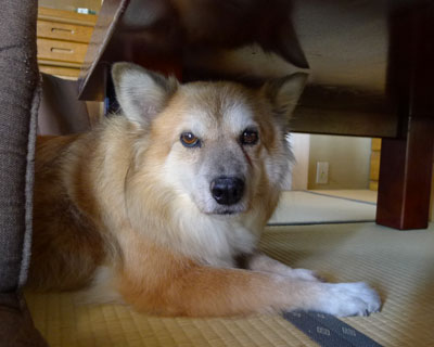 ��Q���ɂ������悤�ɂȂ���