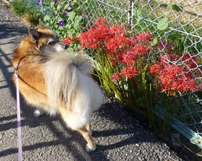 ���N�̃q�K���o�i�͒x������