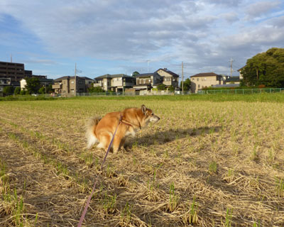 �����ƎŐ��͏o�₷��