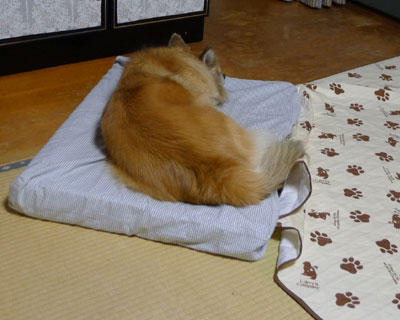 �����Ō@���Ĉړ������x�b�h�ɐQ��