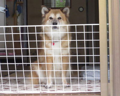 �x�����_�ł������������Ȃ��߂�