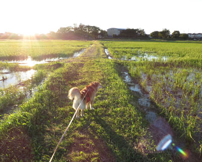 �䕗�œc��ڂɐ�������