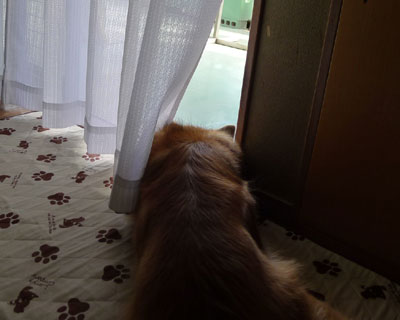 ���Ԃ��瓪���o���ĐQ��