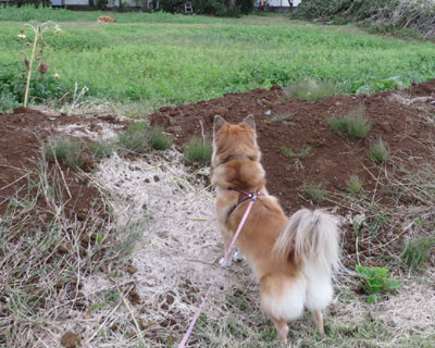 �����C�ɂȂ�